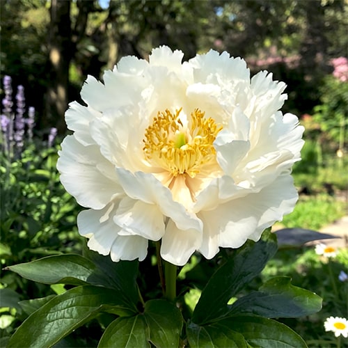 Peony Grand Massive - for Sale Peony Grand Massive