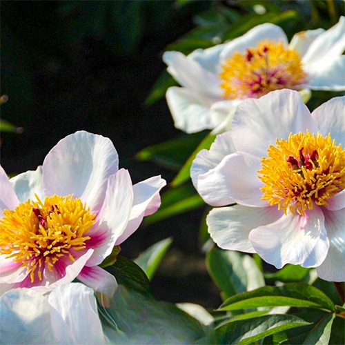 Peony Halcyon (Herbaceous) - for Sale Peony Halcyon (Herbaceous)