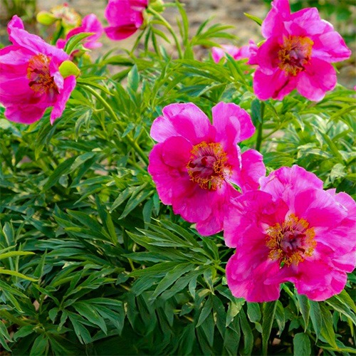 Peony Heartbreaker (Herbaceous) - for Sale Peony Heartbreaker (Herbaceous)