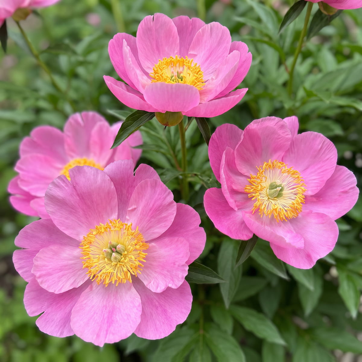 Peony Honor (Herbaceous) - for Sale Peony Honor (Herbaceous)