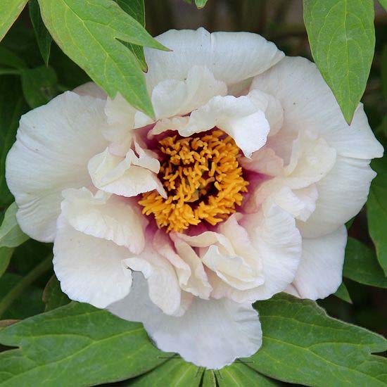 Peony Gordon E. Simonson (ITOH) - for Sale Peony Gordon E. Simonson (ITOH)