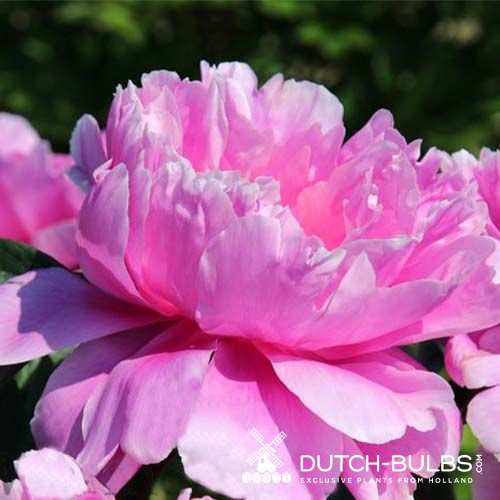 Peony Impossible Dream (ITOH) - for Sale Peony Impossible Dream (ITOH)