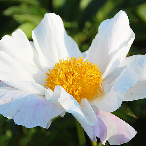 Peony Ivory Inspirations (Herbaceous) - for Sale Peony Ivory Inspirations (Herbaceous)