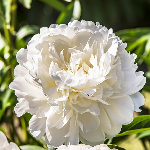 Peony Katharine (Herbaceous) - for Sale Peony Katharine (Herbaceous)