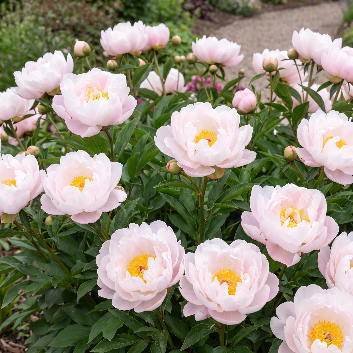 Peony Kelways Supreme (Herbaceous) - for Sale Peony Kelways Supreme (Herbaceous)