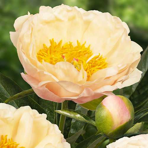 Peaonia Kings Day (Herbaceus) - for Sale Peaonia Kings Day (Herbaceus)