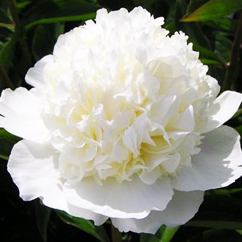 Peony Lancaster Imp (Herbaceous) - for Sale Peony Lancaster Imp (Herbaceous)