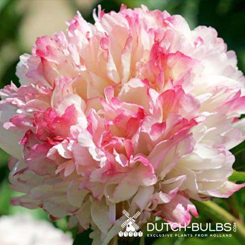 Peony Lord Cavin (Herbaceous) - for Sale Peony Lord Cavin (Herbaceous)