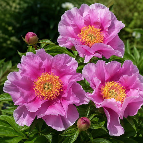 Peony Luxuriant (ITOH) - for Sale Peony Luxuriant (ITOH)