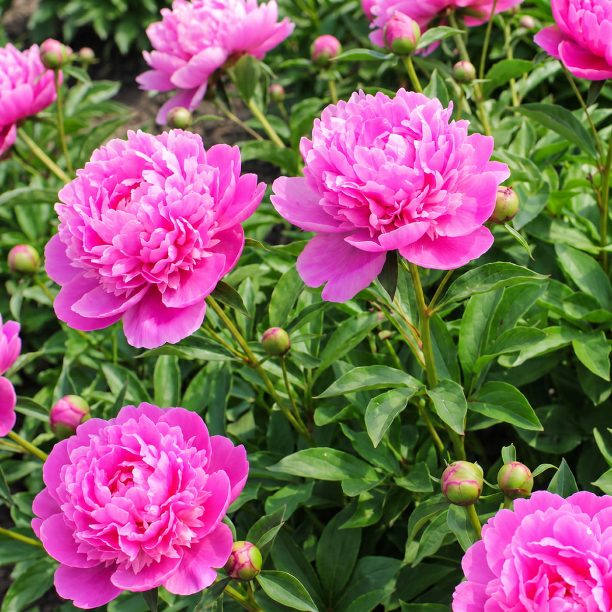 Peony Mariette Vallee (Herbaceous) - for Sale Peony Mariette Vallee (Herbaceous)