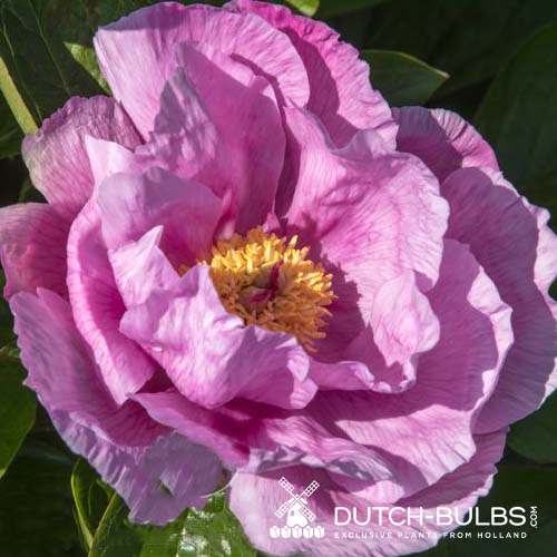 Peony May Lilac (Herbaceous) - for Sale Peony May Lilac (Herbaceous)
