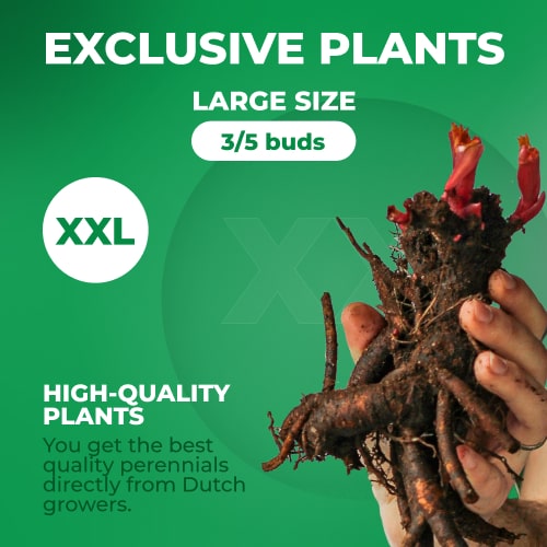 Peony Madame Ducel (Herbaceous) - for Sale Peony Madame Ducel (Herbaceous)