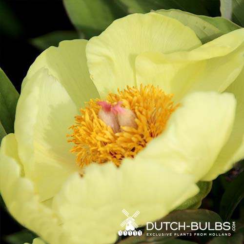 Peony Mlokosewitschii (Herbaceous) - for Sale Peony Mlokosewitschii (Herbaceous)