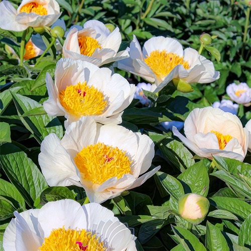 Peony Mr. Sandman (Herbaceous) - for Sale Peony Mr. Sandman (Herbaceous)