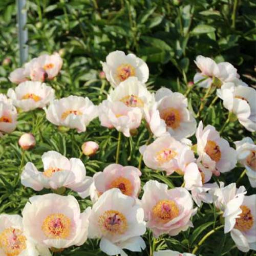 Peony Nosegay (Herbaceous) - for Sale Peony Nosegay (Herbaceous)