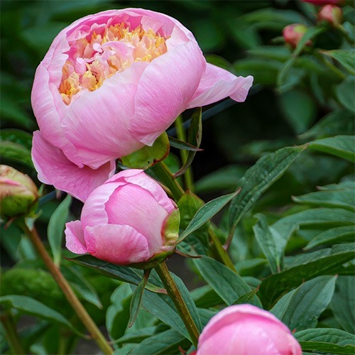 Peony Orange Lace (Herbaceous) - for Sale Peony Orange Lace (Herbaceous)