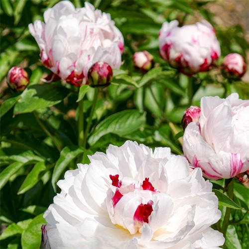 Peony Peppermint (Herbaceous) - for Sale Peony Peppermint (Herbaceous)