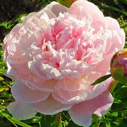Peony President Wilson (Herbaceous) - for Sale Peony President Wilson (Herbaceous)