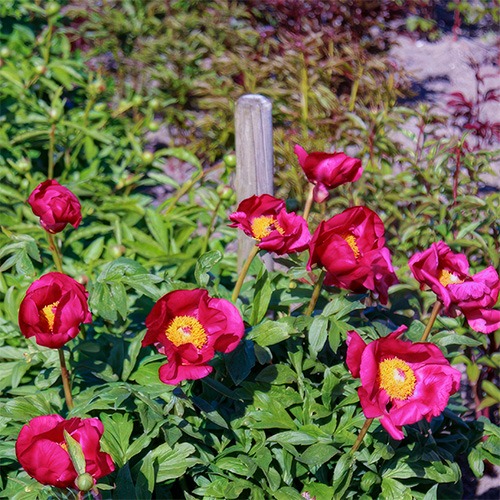 Peony Red Hot Babe (Herbaceous) - for Sale Peony Red Hot Babe (Herbaceous)