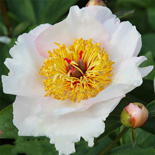 Peony Requiem (Herbaceous) - for Sale Peony Requiem (Herbaceous)
