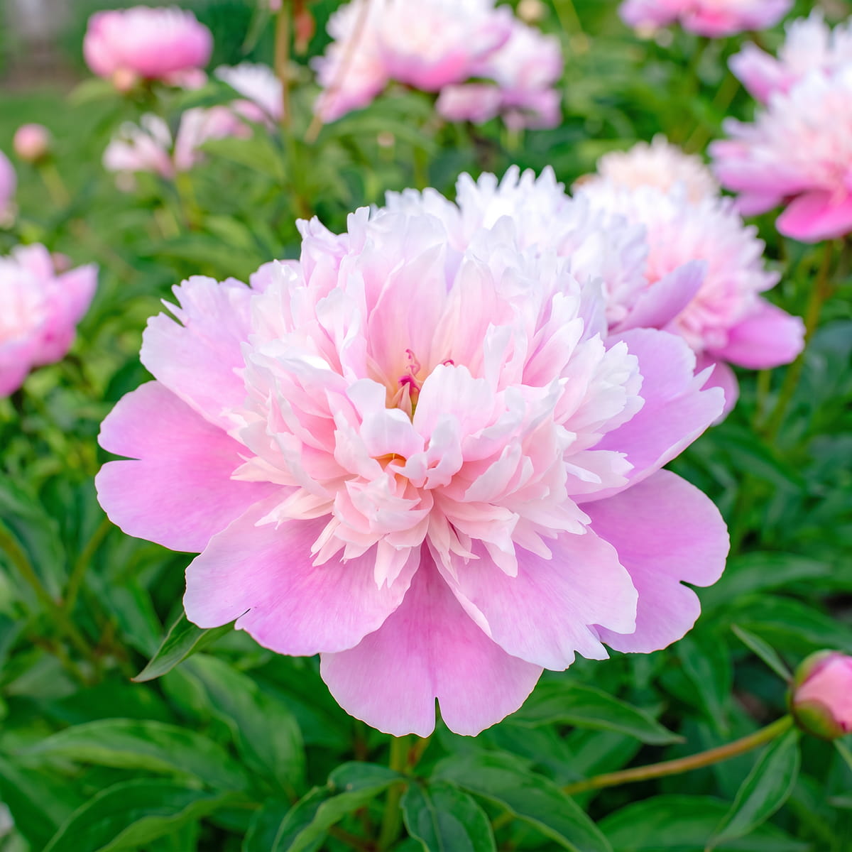 Peony Rose dAmour (Herbaceous) - for Sale Peony Rose dAmour (Herbaceous)