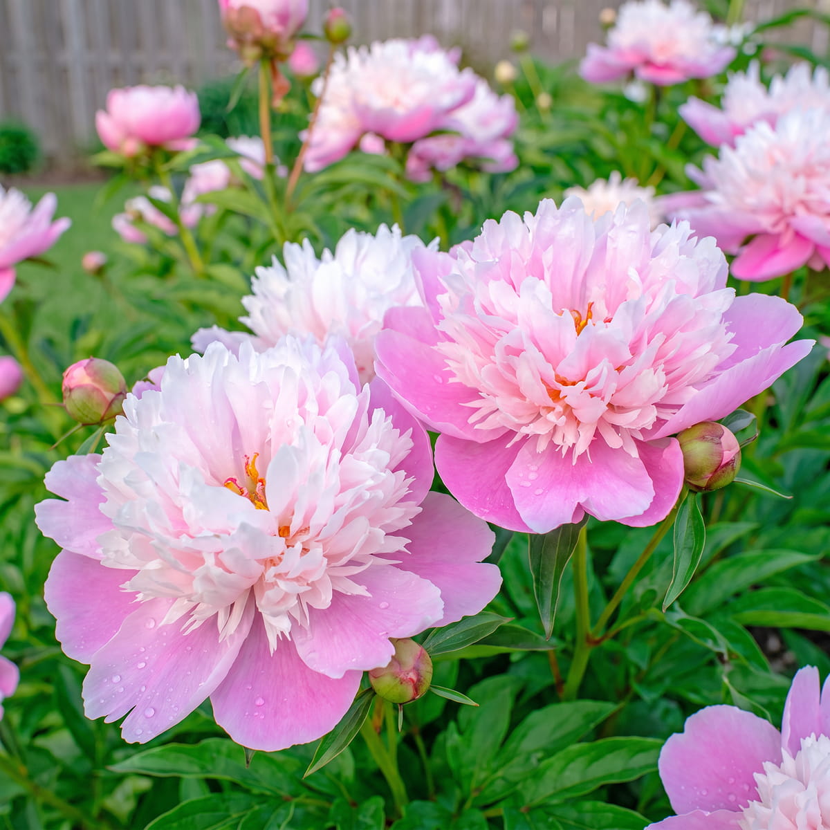 Peony Rose dAmour (Herbaceous) - for Sale Peony Rose dAmour (Herbaceous)