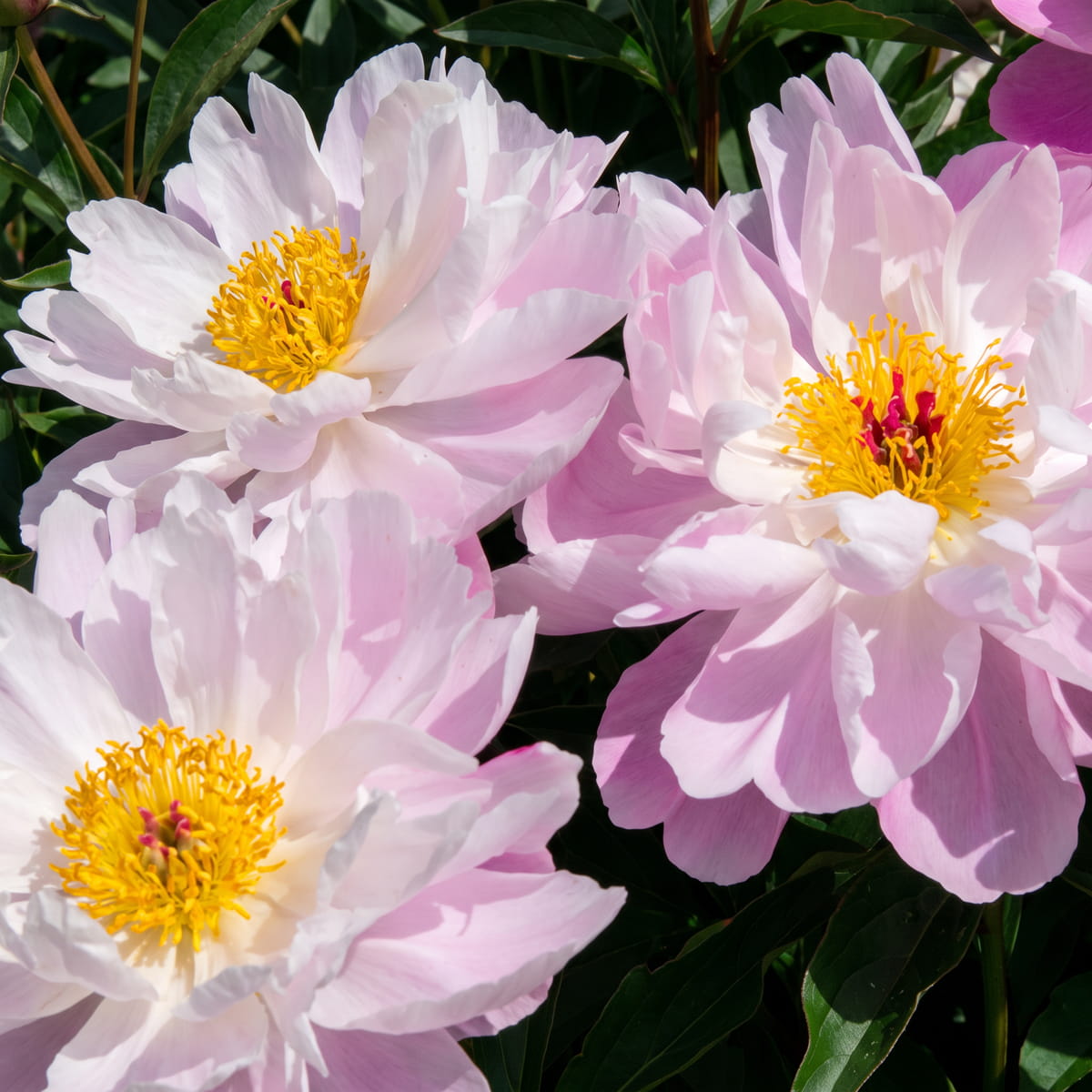 Peony Rose of Delight (Herbaceous) - for Sale Peony Rose of Delight (Herbaceous)