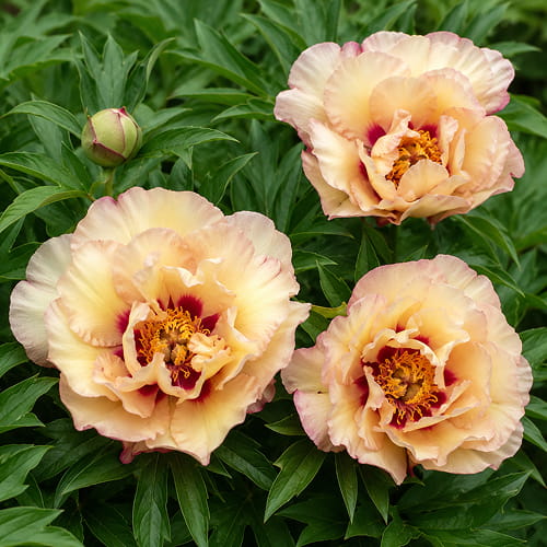 Peony Royal Blush (ITOH) - for Sale Peony Royal Blush (ITOH)