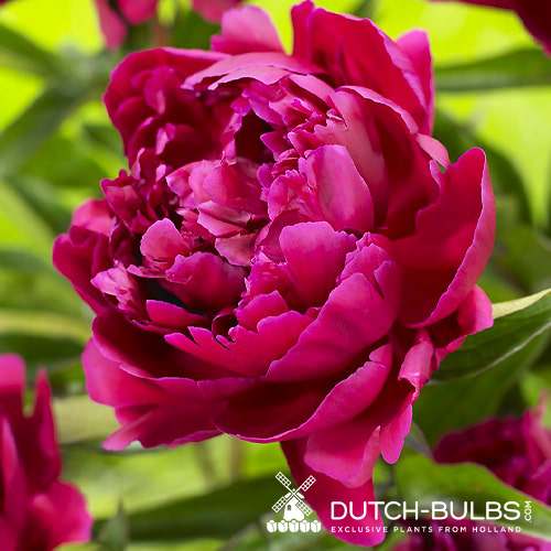Peony Shawnee Chief (Herbaceous) - for Sale Peony Shawnee Chief (Herbaceous)