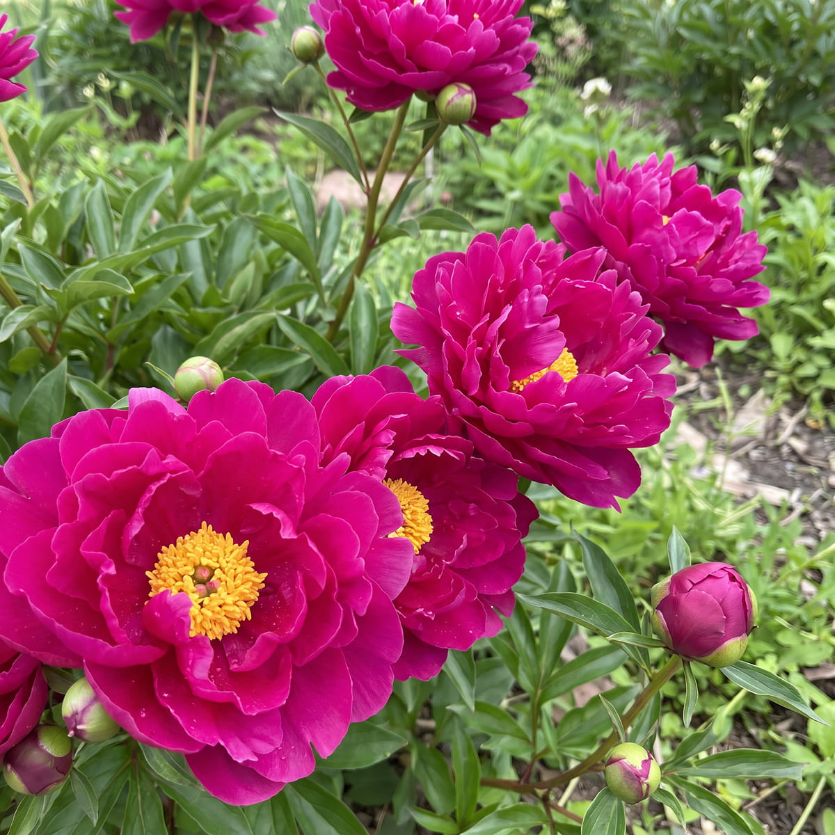 Peony Shimmering Velvet (Herbaceous) - for Sale Peony Shimmering Velvet (Herbaceous)