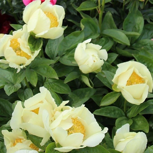 Peony Sonia Helene (Herbaceous) - for Sale Peony Sonia Helene (Herbaceous)