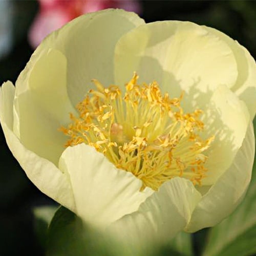 Peony Sonia Helene (Herbaceous) - for Sale Peony Sonia Helene (Herbaceous)