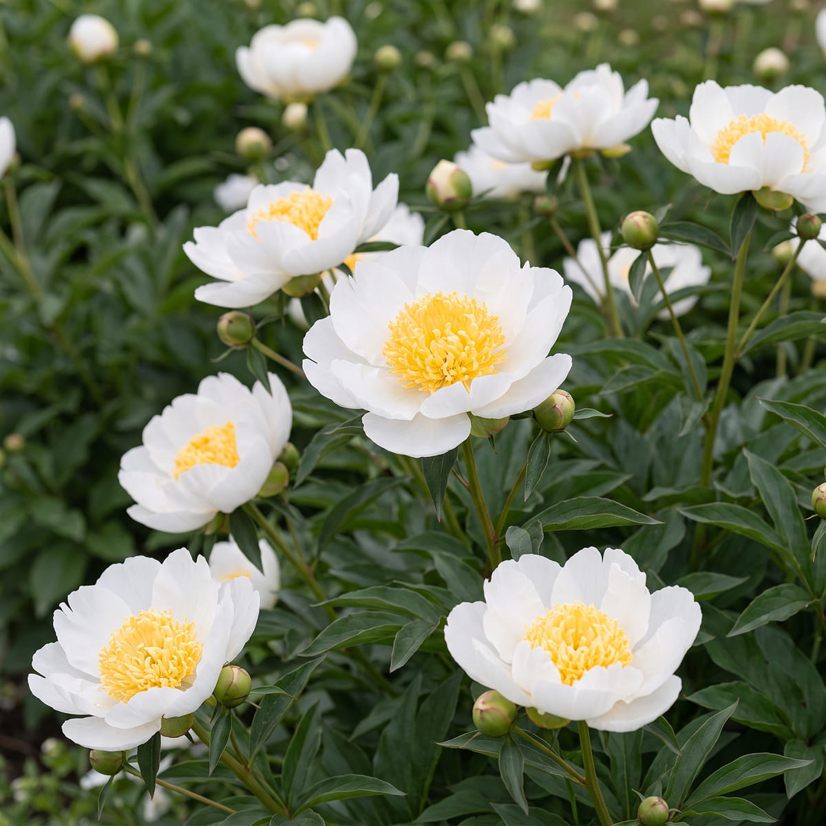 Peony Stellar Charm (Herbaceous) - for Sale Peony Stellar Charm (Herbaceous)