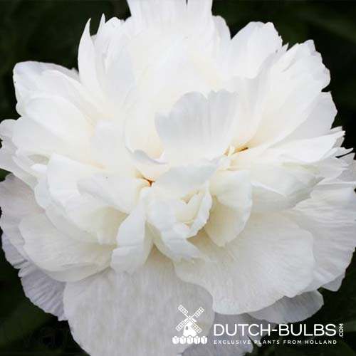 Peony Sumvitg (Herbaceous) - for Sale Peony Sumvitg (Herbaceous)