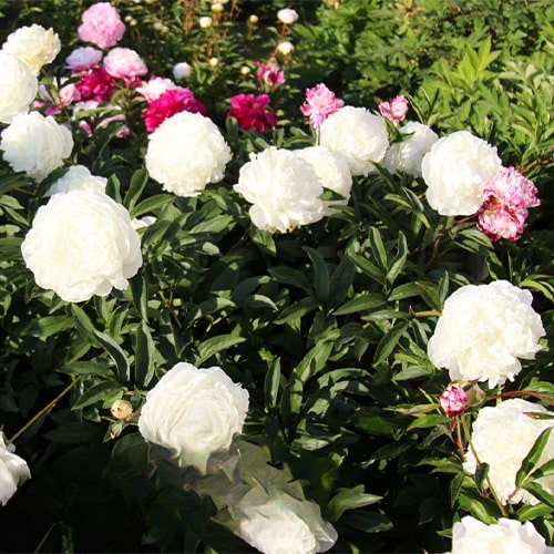 Peony Thura Hires (Herbaceous) - for Sale Peony Thura Hires (Herbaceous)