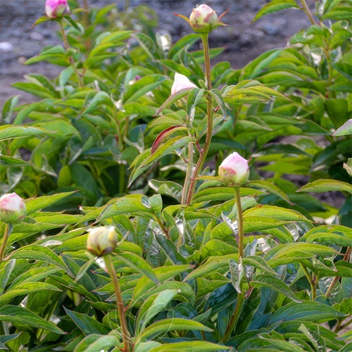Peony Touch of Class (Herbaceous) - for Sale Peony Touch of Class (Herbaceous)