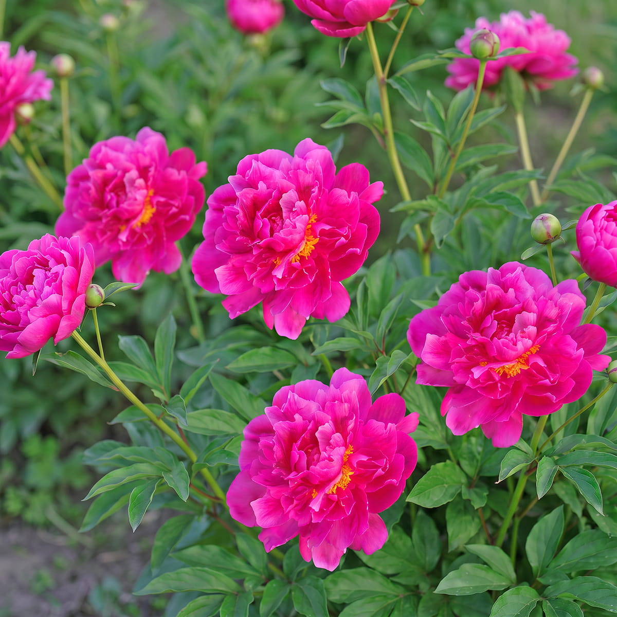 Peony Viking Chief (Herbaceous) - for Sale Peony Viking Chief (Herbaceous)