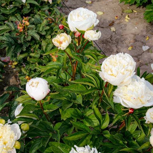 Peony Wakatipu Wonder (Herbaceous) - for Sale Peony Wakatipu Wonder (Herbaceous)