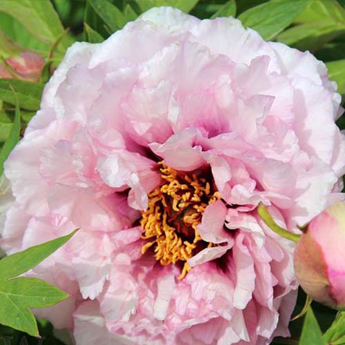 Peony Waucedah Princess (Tree) - for Sale Peony Waucedah Princess (Tree)