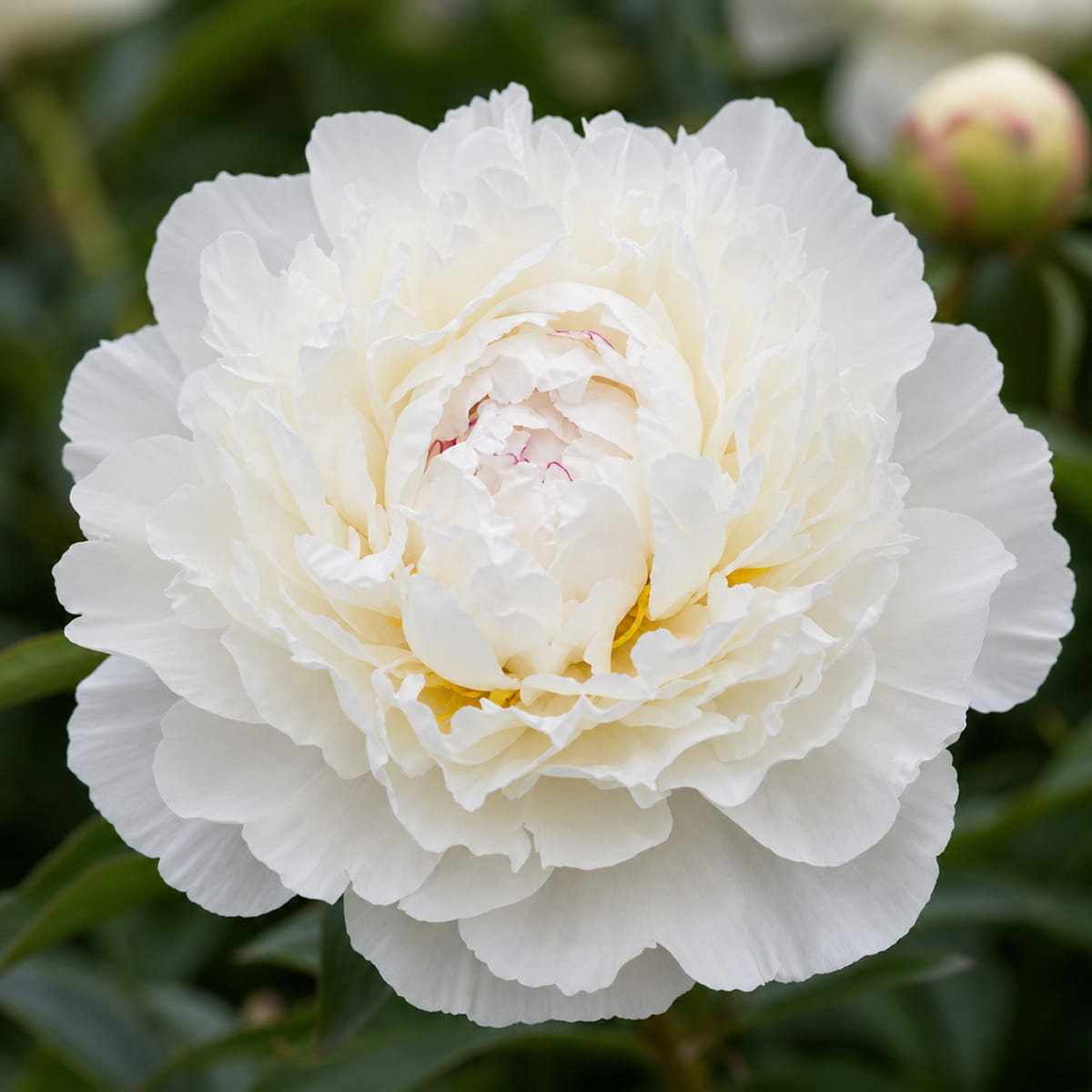 Peony White Lullaby (Herbaceous) - for Sale Peony White Lullaby (Herbaceous)