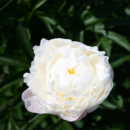 Peony White Frost (Herbaceous) - for Sale Peony White Frost (Herbaceous)