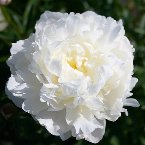 Peony White Frost (Herbaceous) - for Sale Peony White Frost (Herbaceous)