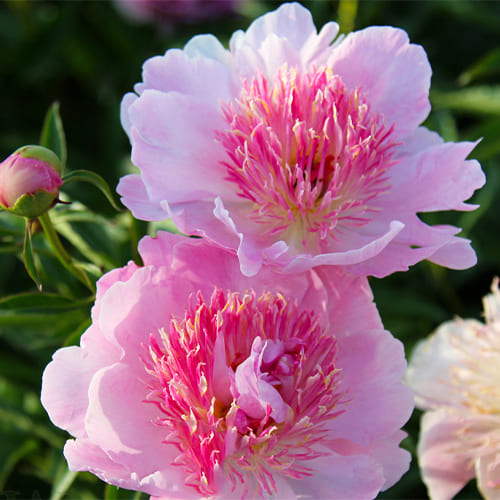 Peony Zhemchuzhna Rossyp (Herbaceous) - for Sale Peony Zhemchuzhna Rossyp (Herbaceous)
