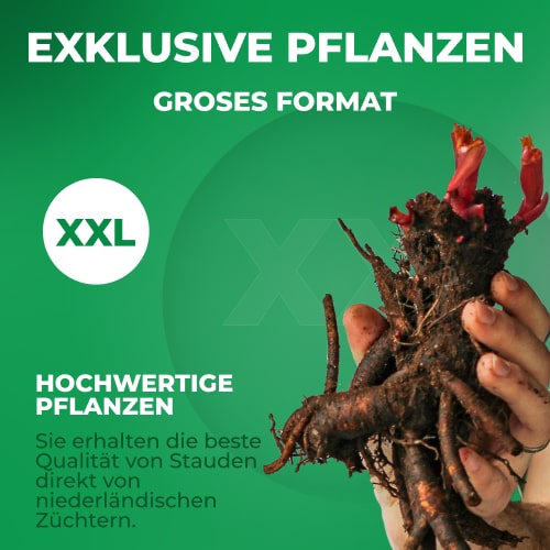 Peony Lemon Hayes (Herbaceous) Billig kaufen direkt aus Holland