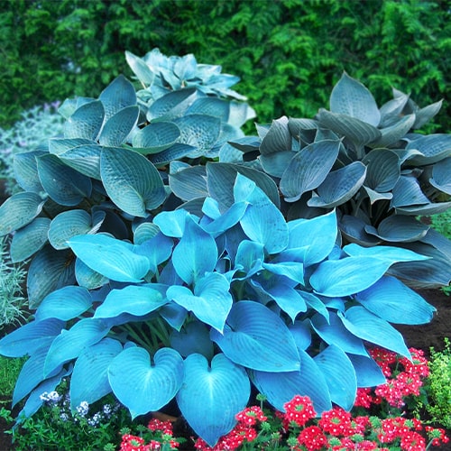 Perennial Hosta Blue Collection (5 plants) - for Sale Perennial Hosta Blue Collection (5 plants)