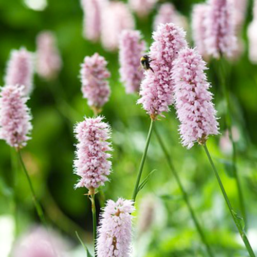 Persicaria (bistorta) Superba - for Sale Persicaria (bistorta) Superba