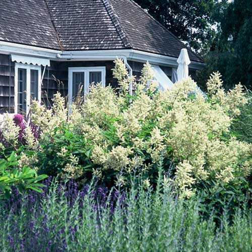 Persicaria (polymorpha) - for Sale Persicaria (polymorpha)