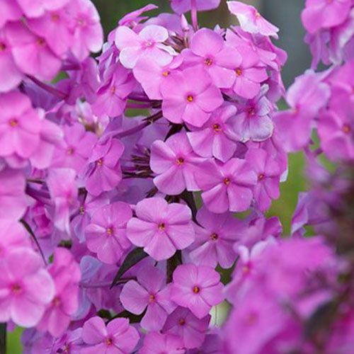 Phlox (maculata) Alpha - for Sale Phlox (maculata) Alpha