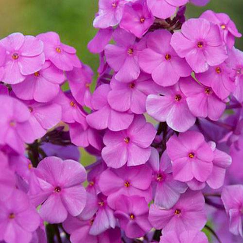 Phlox (maculata) Alpha - for Sale Phlox (maculata) Alpha