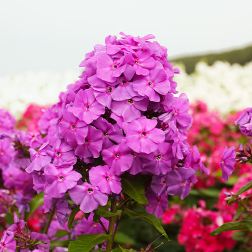 Phlox (paniculata) Amethyst - for Sale Phlox (paniculata) Amethyst